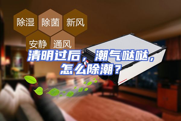 清明过后，潮气哒哒，怎么除潮？