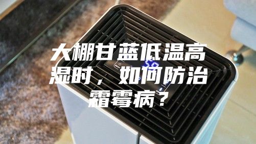 大棚甘蓝低温高湿时，如何防治霜霉病？