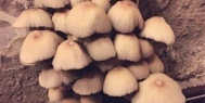 蘑菇食用菌除湿机加湿案例