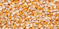 除湿机预防玉米发霉避免家畜中毒